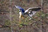 Night Heron Landing_45574